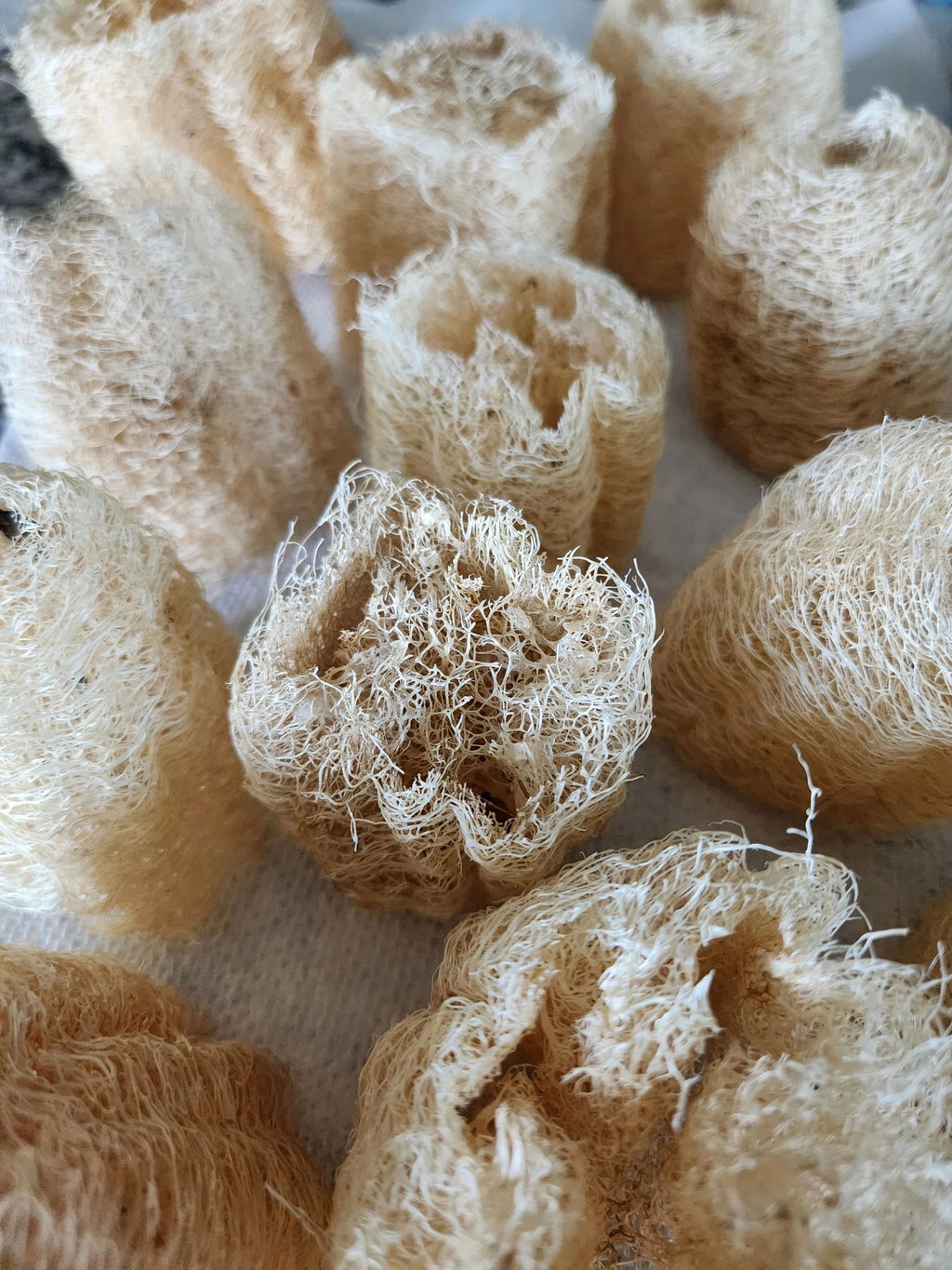 Cut Luffa