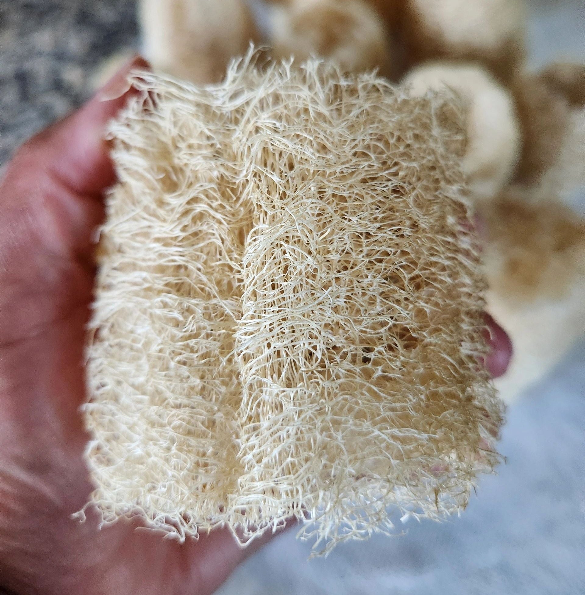 Cut Luffa
